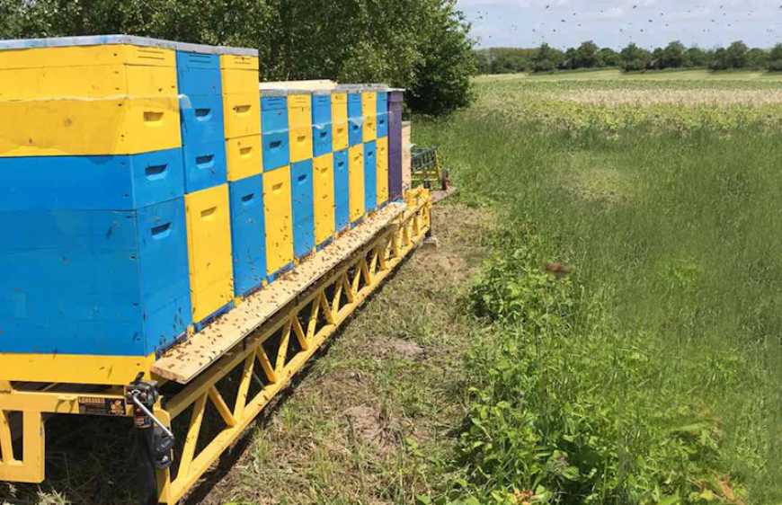 В Україні змінено правила кочівлі пасік