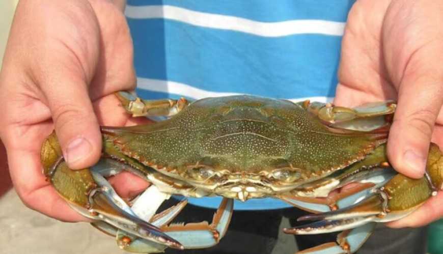 Узбережжя Одещини захоплюють американські блакитні краби