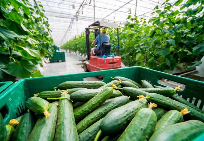 Гранти на теплиці: як подати заявку на створення власної справи