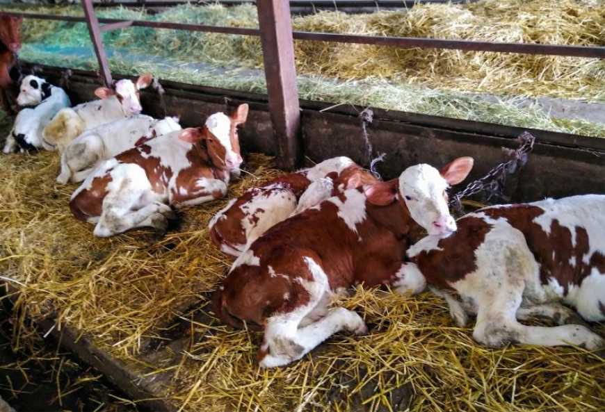 Локальна чи імпортна генетика у молочному скотарстві: економіка, стійкість і прогнозований результат