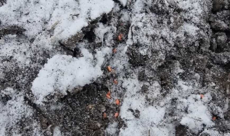 На Харківщині вперше посіяли озиму пшеницю в грудні