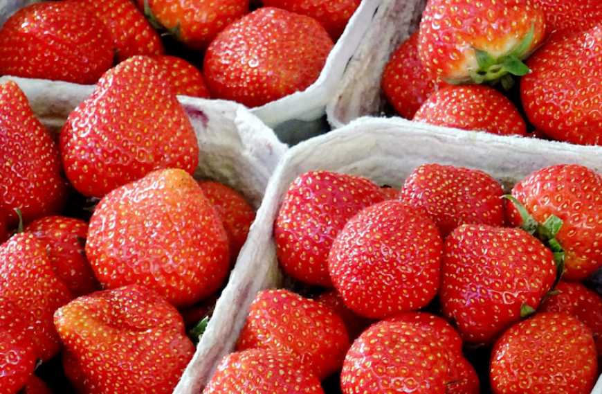 Ягідники з Бериславу поставлятимуть до супермаркетів свіжу охолоджену суницю садову