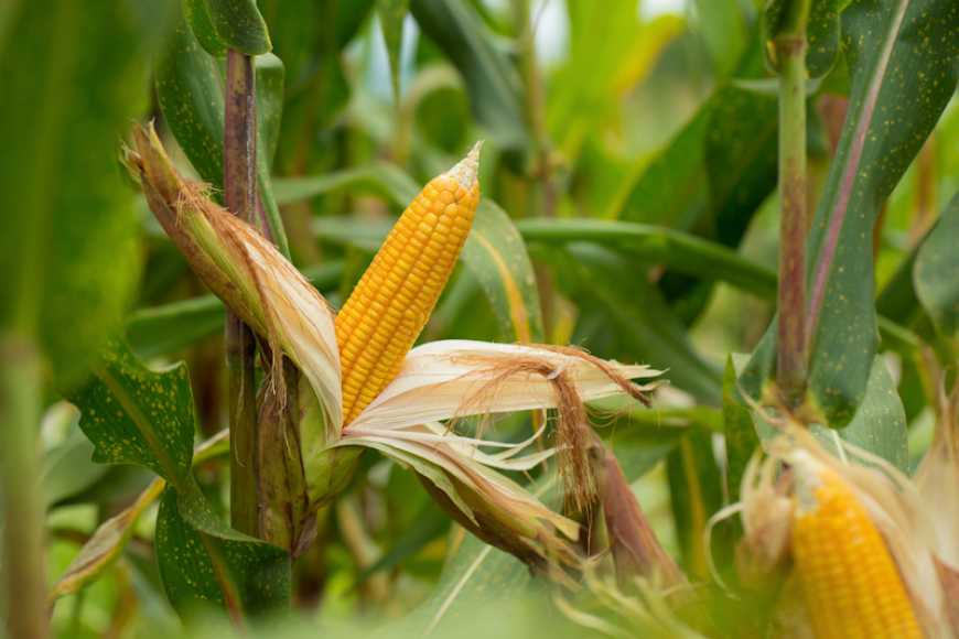 Коли бренд Brevant™ seeds в авангарді