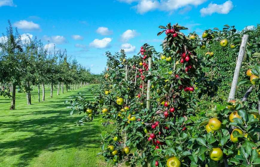 Садівникам можуть зменшити ставку ПДВ