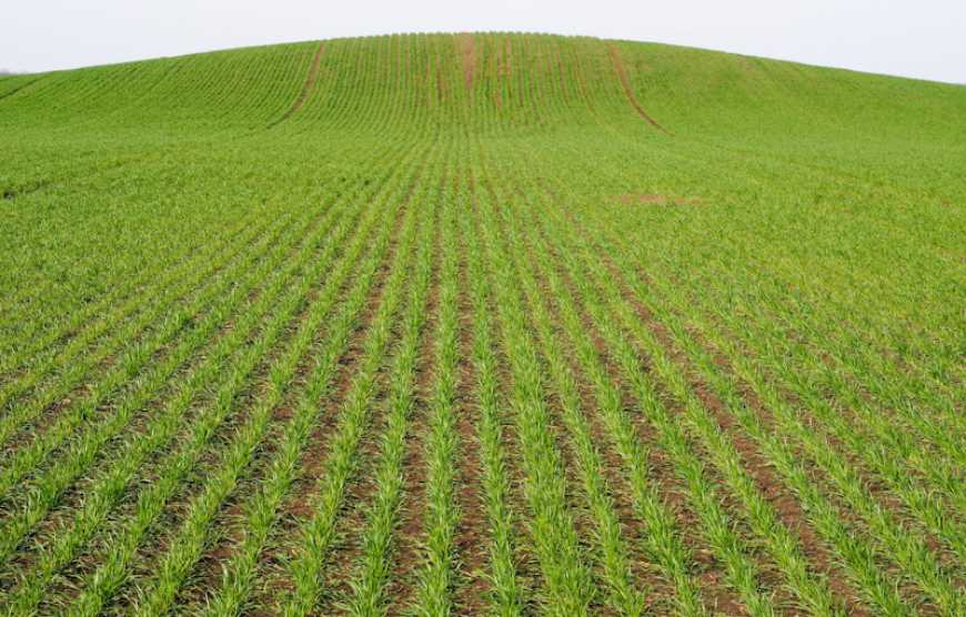 Надійний захист для зернових пізніх термінів посіву