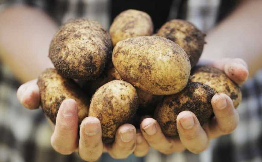 Ціни на картоплю в Україні будуть нижчі, ніж торік – експерт