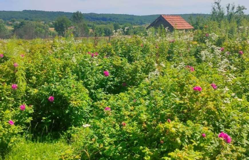 На Львівщині фермери вирощують та переробляють ружу