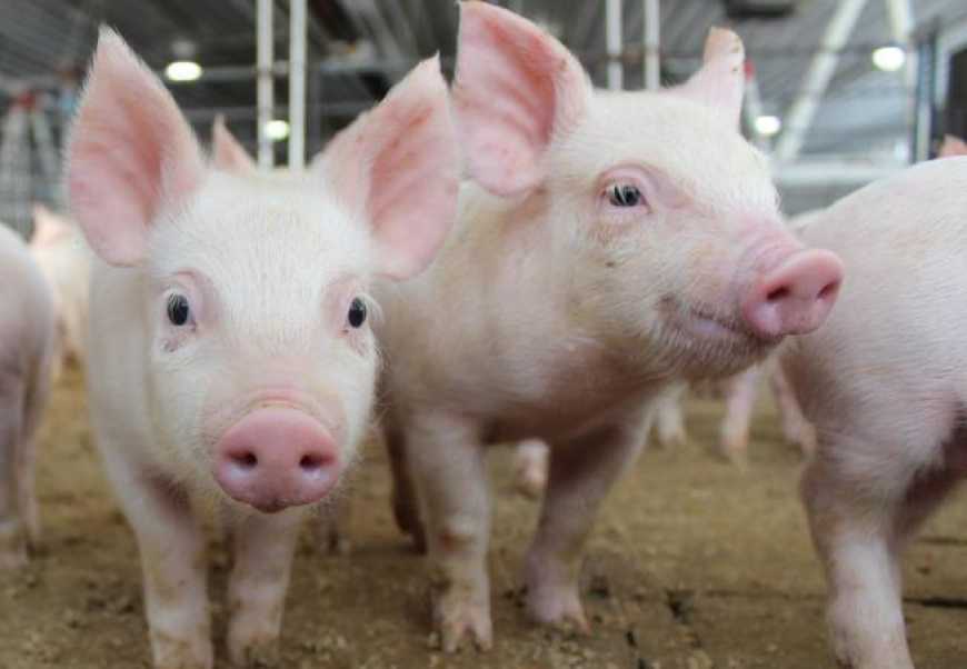 Ціна на свинину підскочила напередодні Великодня