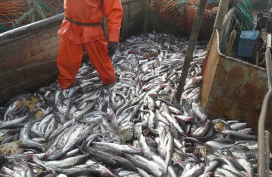 Право на промислове рибальство: в Україні запроваджують електронне декларування