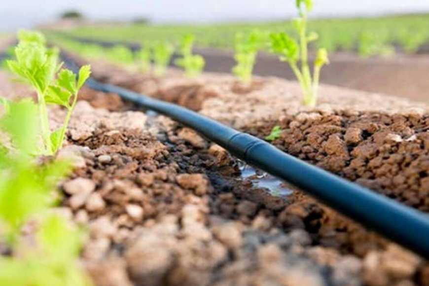 На Полтавщині під органічними культурами збільшать площі поливних земель