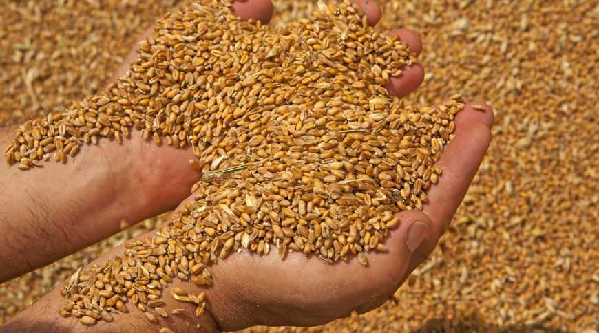 Як зберегти зерно, щоб не пропало