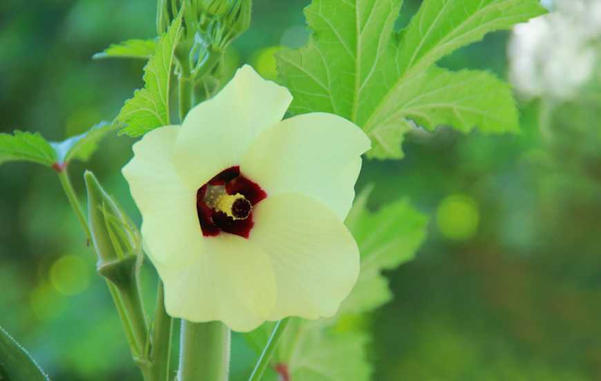 «Бамія – це про мале фермерство», – експерт