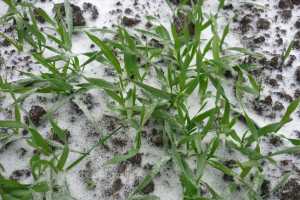 Озима пшениця: догляд за посівами у зимово-весняний період