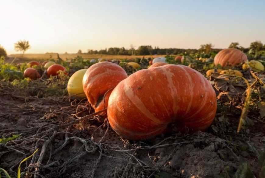 Господарство на Чернігівщині замість льону і зернових вирощуватиме гарбузи