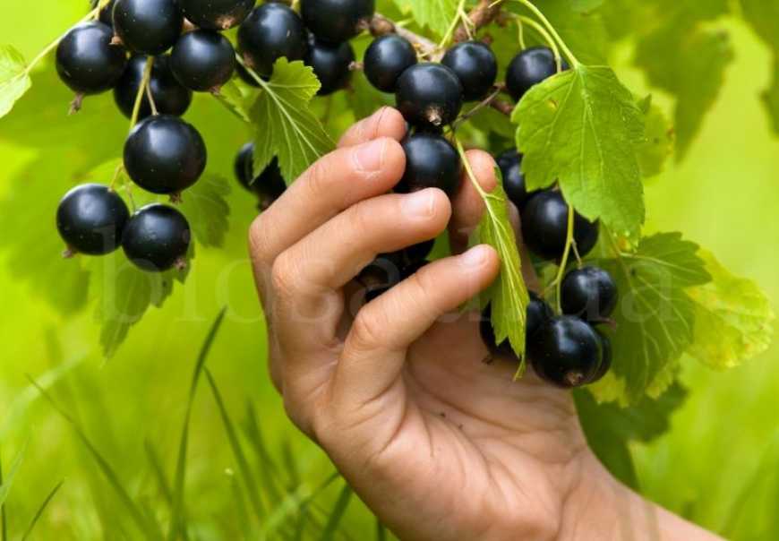 Цьогоріч в Україні прогнозують пік цін на смородину