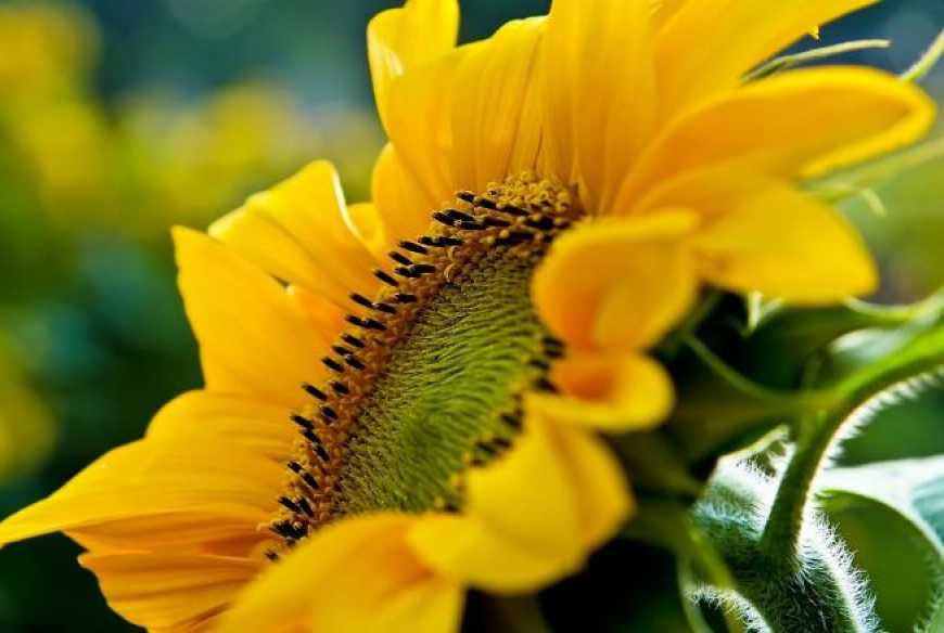 Огляд ринку олійних культур станом на 1 лютого