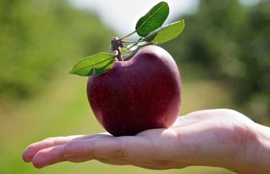 Україна значно підвищила експортні ціни на яблука