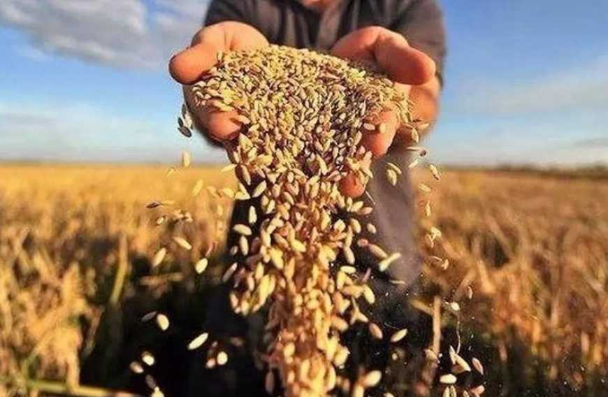 Виробництво агропродукції в Україні із початку року скоротилося на 18,5%