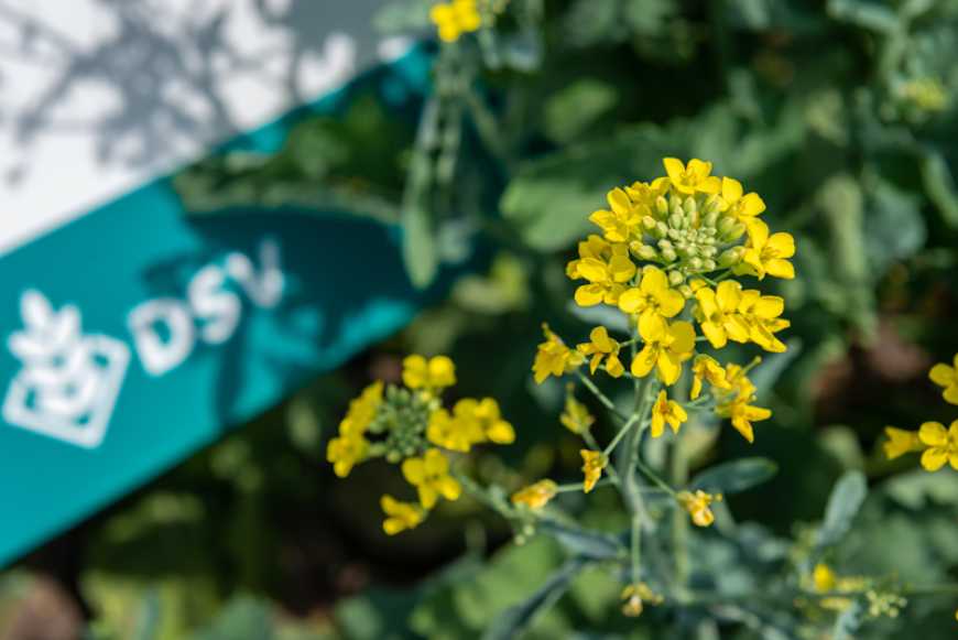 Бренд DSV продовжує утримувати лідируючі позиції на ринку озимого ріпаку в Україні