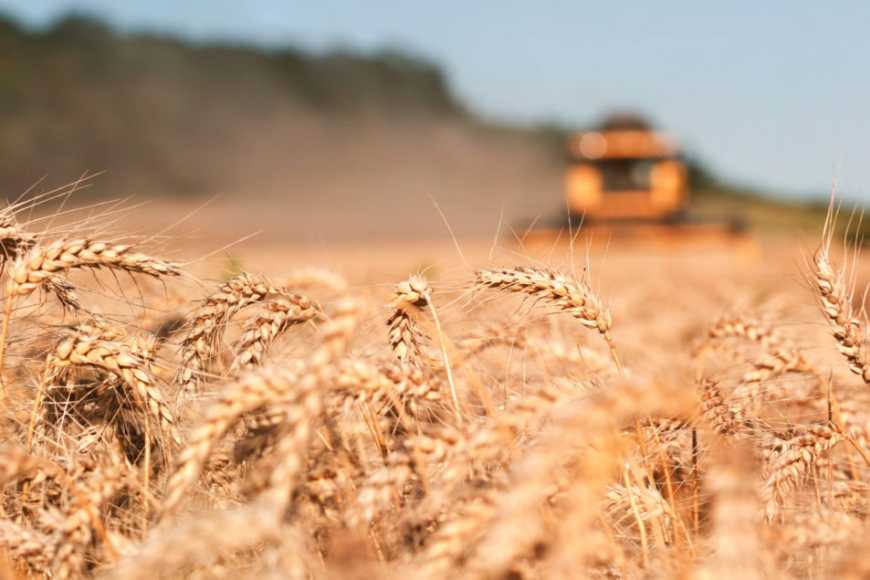 У KSG Agro прогнозують, що цьогорічний врожай зернових буде на 10-15% вище ніж торік