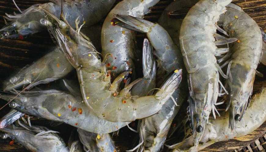 На Одещині збудують найбільшу у Європі креветкову ферму