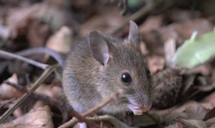 Сильні опади стримали розвиток гризунів на полях