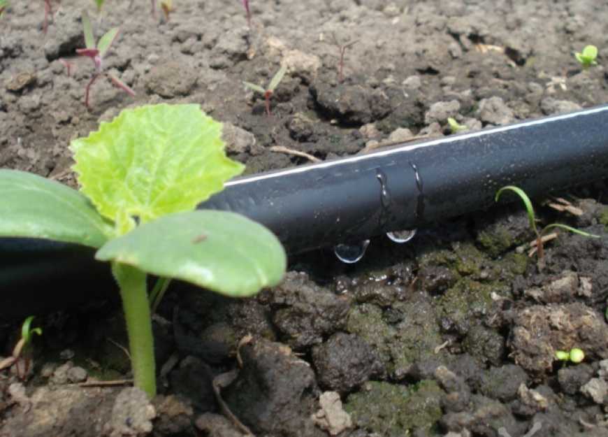 Урожайність зернових можна підвищити на 8 мільйонів тонн, - науковці