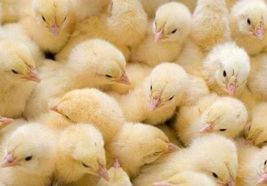 Україна зменшила імпорт живої птиці