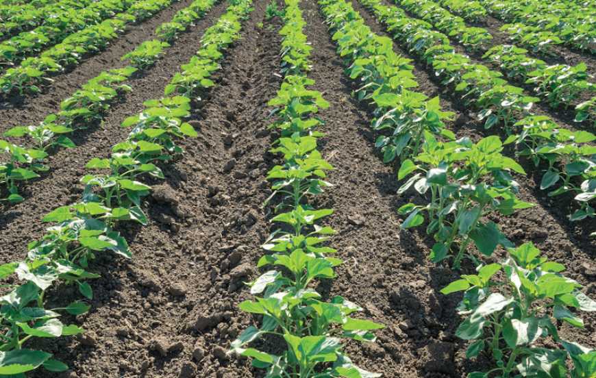 Передові рішення для контролю хвороб соняшника