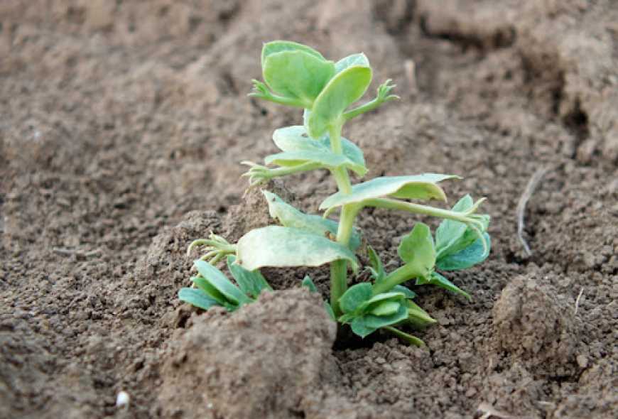 Ольгопіль планує розширити площі під озимим горохом