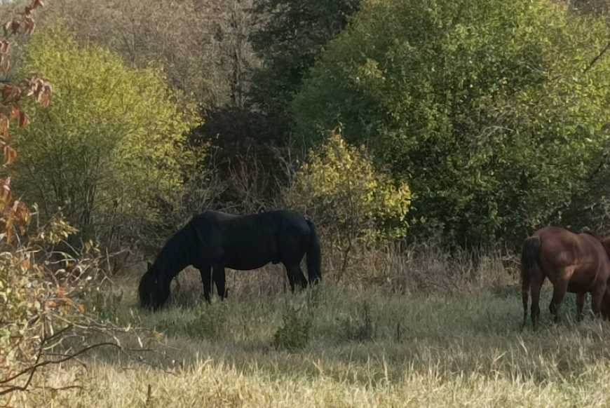 На Вінниччині розводитимуть диких коней у природному парку