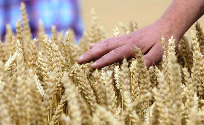 Цьогоріч врожайність усіх зернових культур може скоротитися на 30%