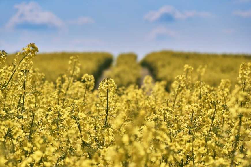 У 2017 році Україна експортувала понад 2 млн тонн ріпаку