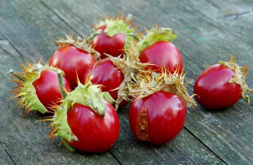 Українські фермери почали вирощувати колючі помідорі