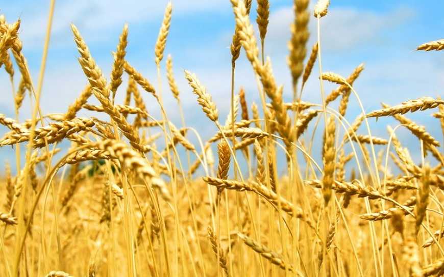 Стало відомо, хто купує українську пшеницю