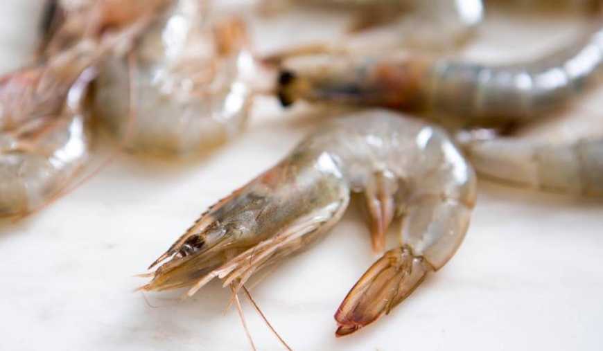 Креветковий бізнес: від стадії експериментів до індустріального становлення