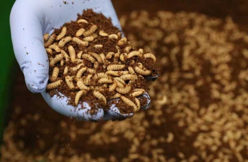 В Україні побудують перший індустріальний завод з виробництва білка на основі комах