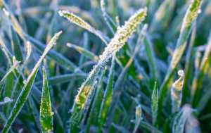 Моніторинг стану зернових культур взимку — запорука стабільного врожаю