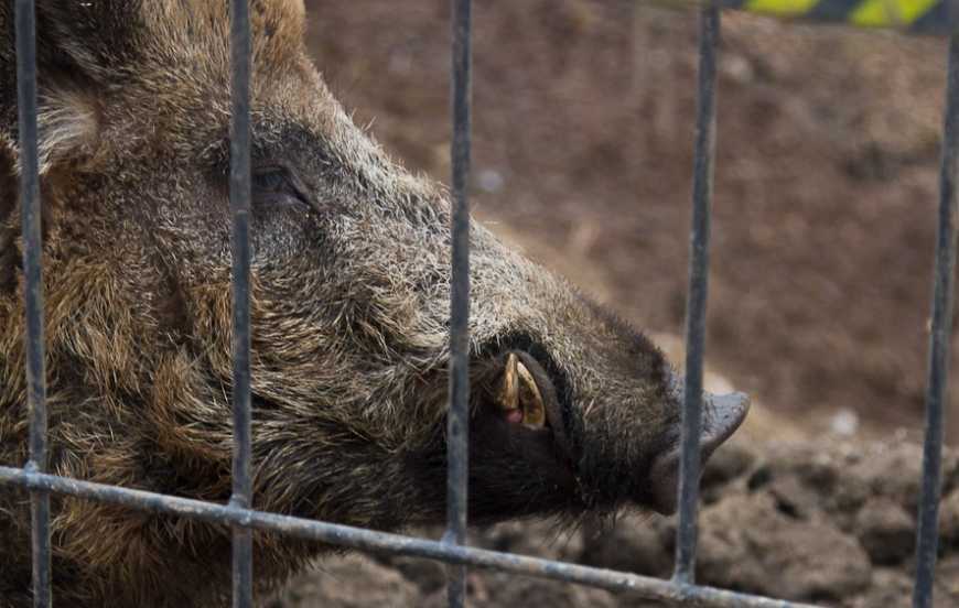 Польща відгородиться від України парканом