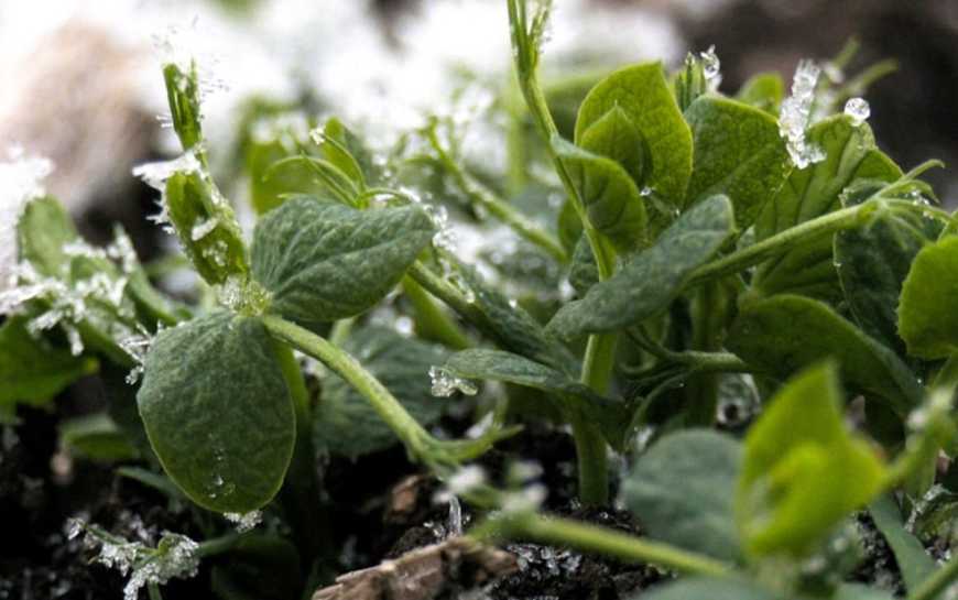 Цьогоріч Група АГРОТРЕЙД відвела під горох майже 450 га на Харківщині