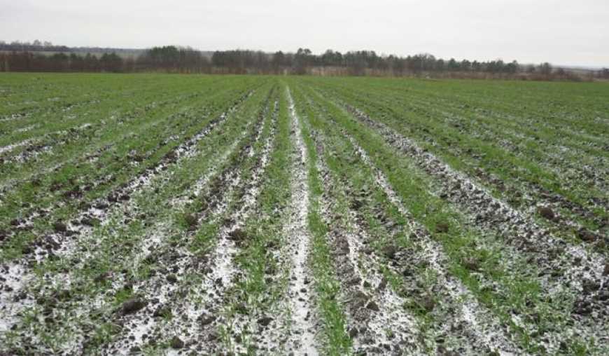 В Україні спостерігаються аномальні суховійні явища, – Адаменко