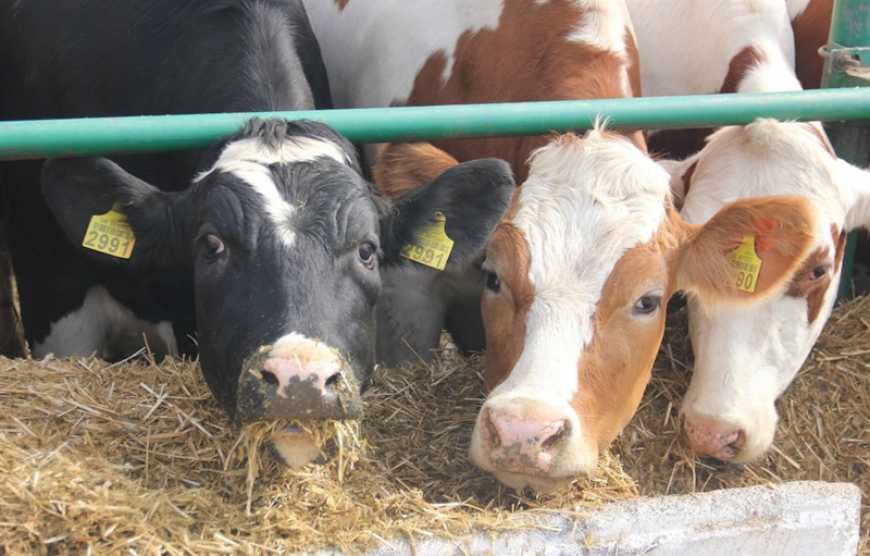 Молочна галузь: в Україні розробляють нові механізми підтримки