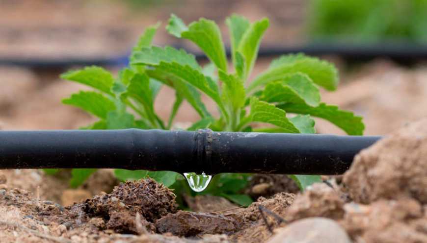 Для безперебійного зрошення 1400 га на Кіровоградщині встановлять генератори