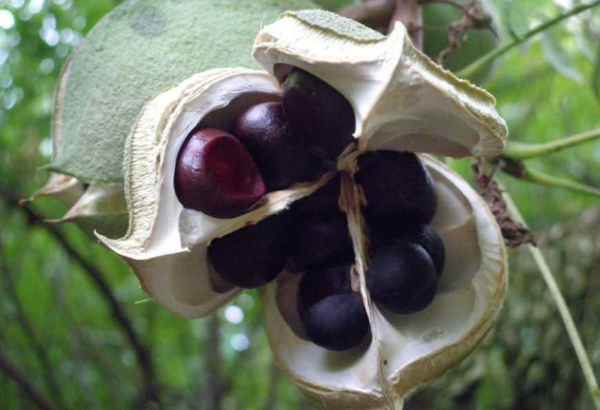 В Україні почали вирощувати горіх ксантоцерас