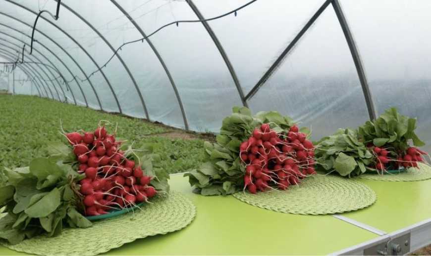 Підприємець із Херсонщини відроджує тепличний бізнес на Вінниччині