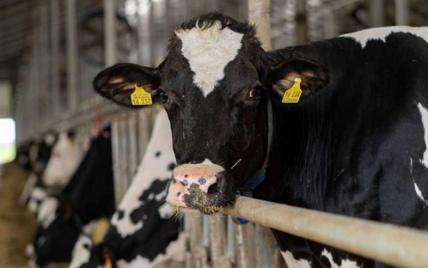 На Волині господарство отримає статус племінного репродуктора з розведення ВРХ