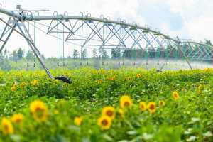Агрохолдинг «HarvEast» запустив 5 дощувальних машин на Київщині