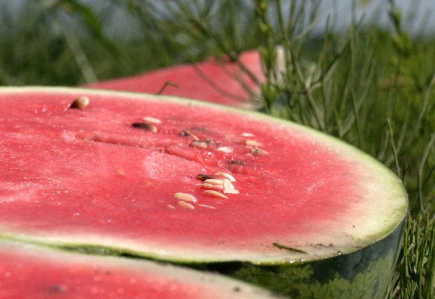 Фермери з Харківщини зібрали перший врожай кавунів на Прикарпатті