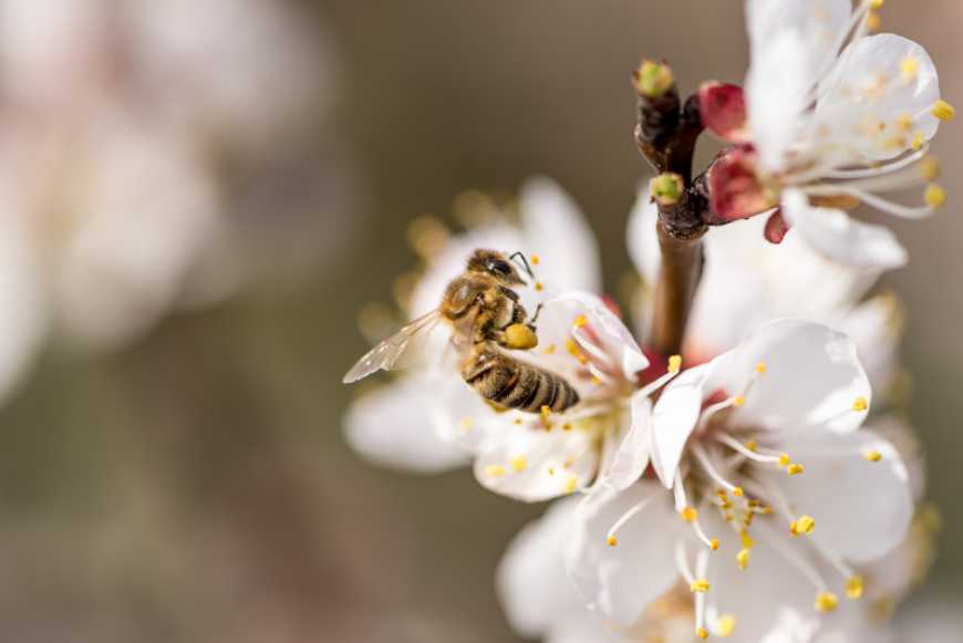 Запилення плодових і ягідних культур медоносними бджолами
