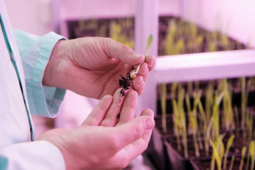 БЗПФ розпочав виробництво протруйника Авіценна®